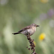 Water Pipit