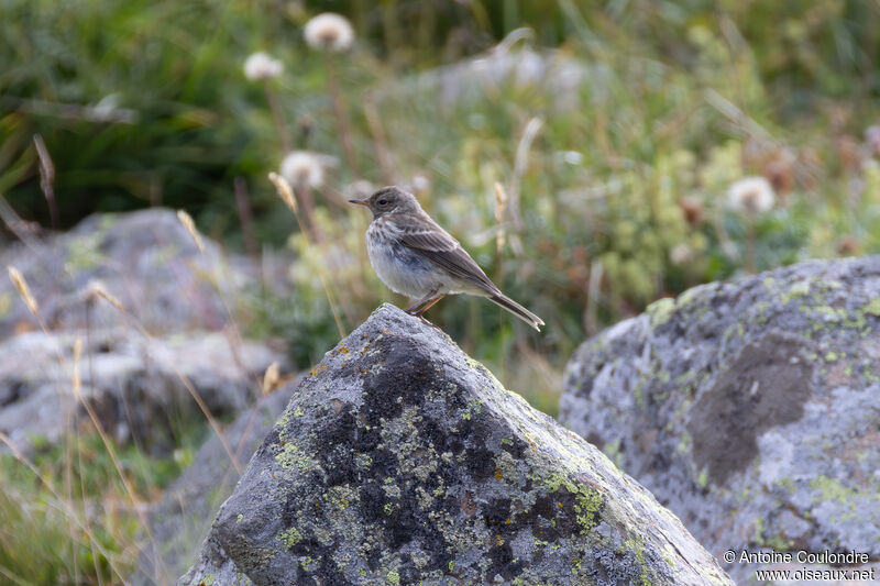 Water Pipitadult transition