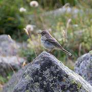 Water Pipit