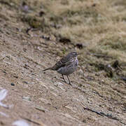 Water Pipit