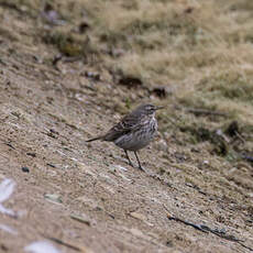 Pipit spioncelle