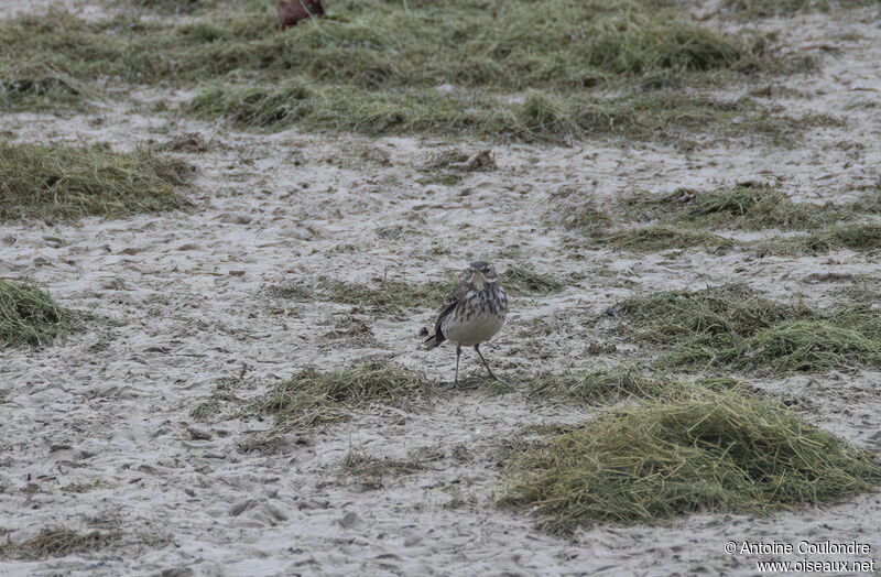 Pipit spioncelleadulte internuptial