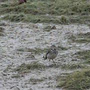 Water Pipit