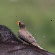 Yellow-billed Oxpecker