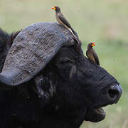 Yellow-billed Oxpecker