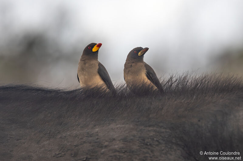 Yellow-billed Oxpecker