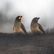 Yellow-billed Oxpecker