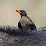 Yellow-billed Oxpecker