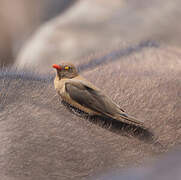 Red-billed Oxpecker