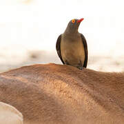 Red-billed Oxpecker