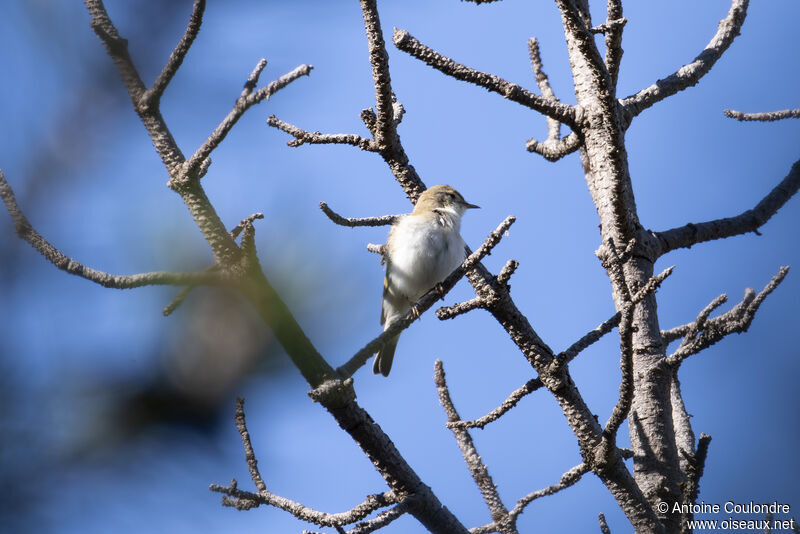 Pouillot de Bonelli mâle adulte nuptial