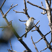 Western Bonelli's Warbler