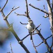 Western Bonelli's Warbler