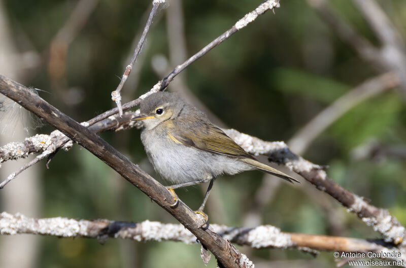 Western Bonelli's Warbleradult post breeding