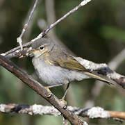 Western Bonelli's Warbler