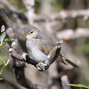 Western Bonelli's Warbler