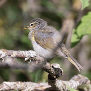 Western Bonelli's Warbler