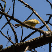 Willow Warbler