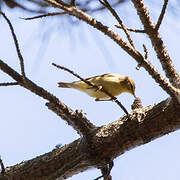 Willow Warbler