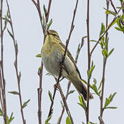 Willow Warbler