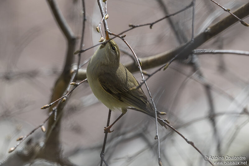 Common Chiffchaff