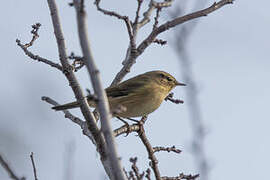 Common Chiffchaff