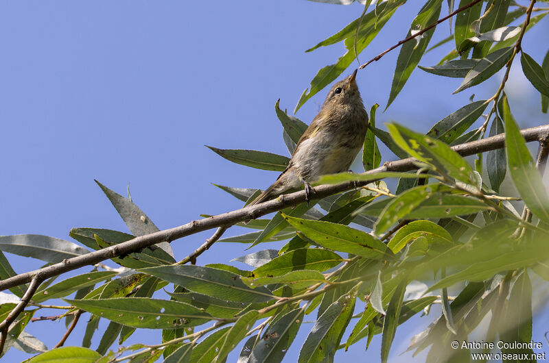 Common Chiffchaffadult