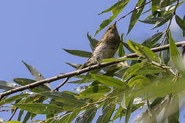 Common Chiffchaff