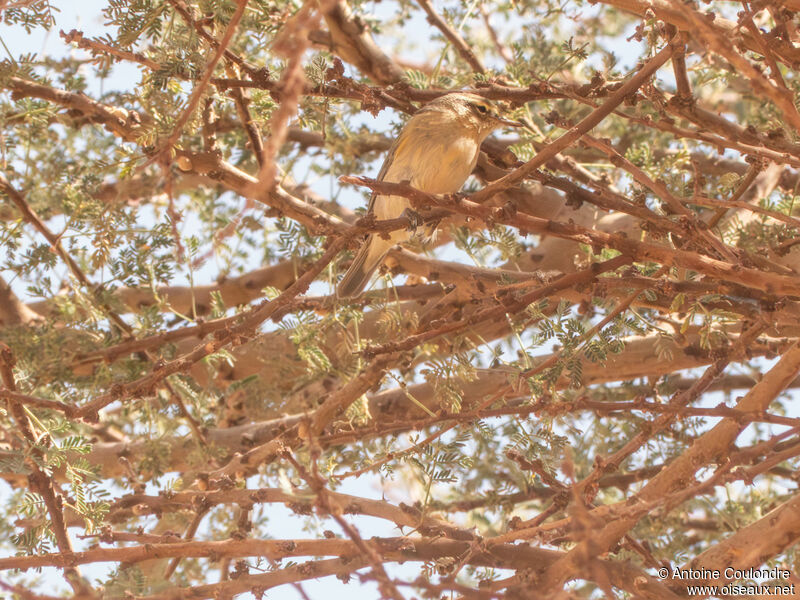 Common Chiffchaff