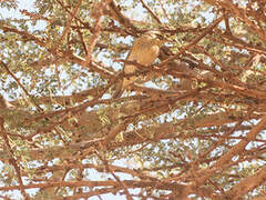 Common Chiffchaff