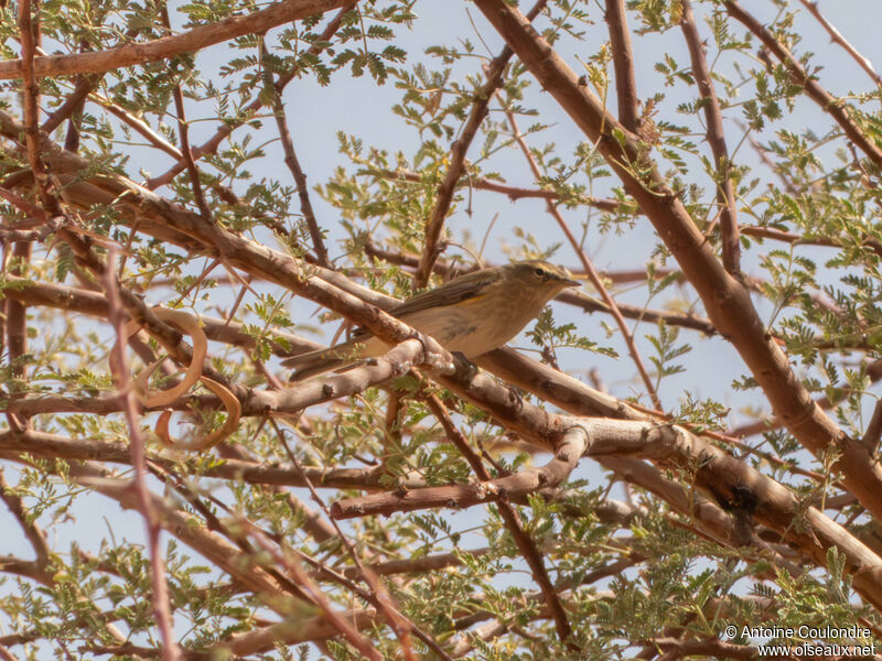 Common Chiffchaffadult