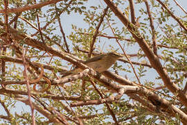 Common Chiffchaff