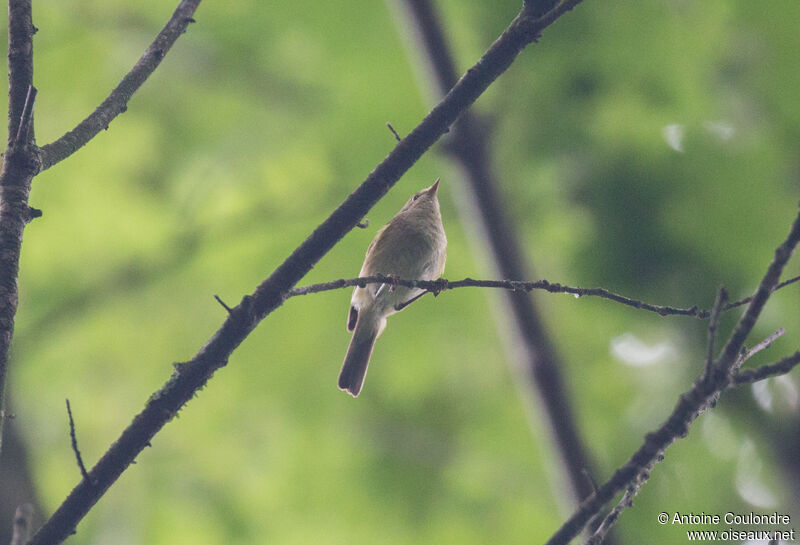 Common Chiffchaff