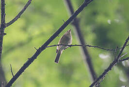 Common Chiffchaff