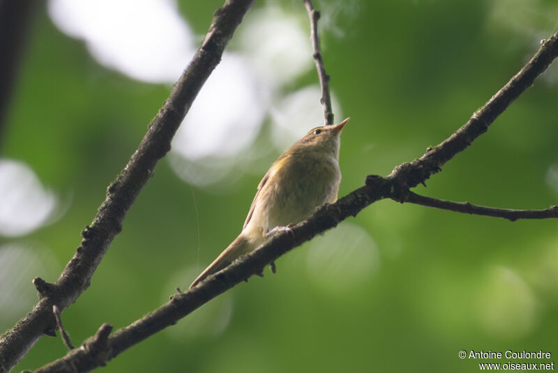 Common Chiffchaffadult