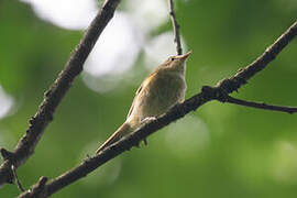 Common Chiffchaff