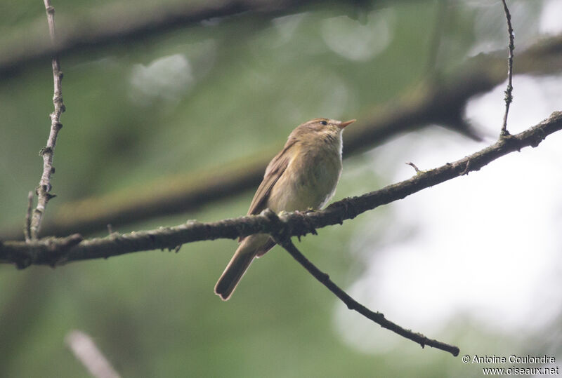 Common Chiffchaffadult