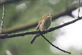 Common Chiffchaff