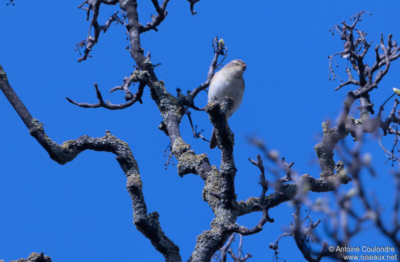 Common Chiffchaff