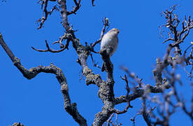 Common Chiffchaff