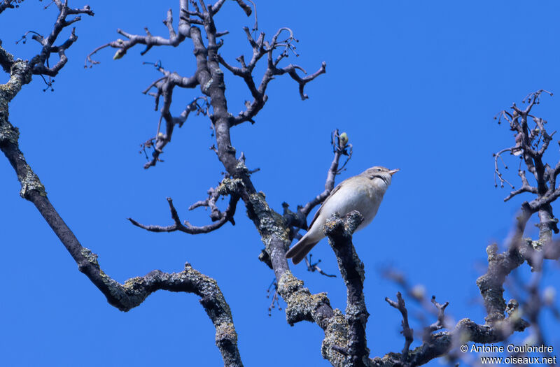 Common Chiffchaff