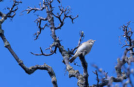 Common Chiffchaff