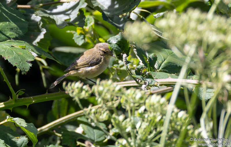 Common Chiffchaffadult