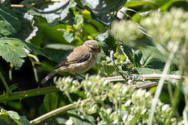 Common Chiffchaff