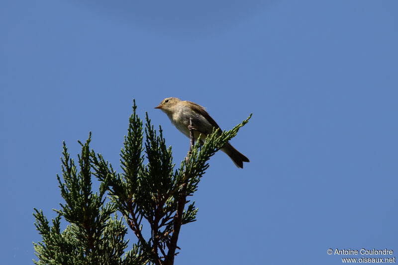 Common Chiffchaffadult