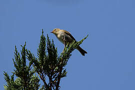 Common Chiffchaff