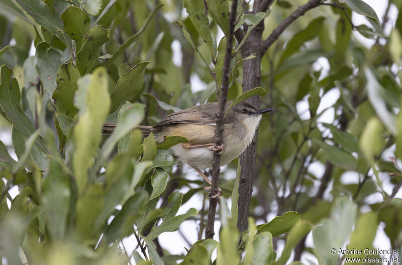 Tawny-flanked Priniaadult