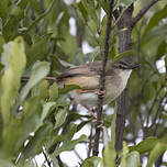 Prinia modeste