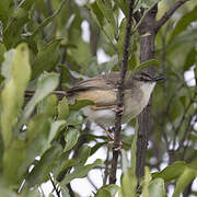 Tawny-flanked Prinia