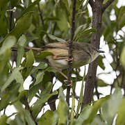 Tawny-flanked Prinia